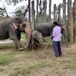 Elephants of Badhavgarh Tiger Reserve will set out to protect the forest, in fact once a year the elephants of Bandhavgarh bathe every day for seven days.