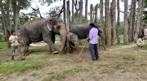 Elephants of Badhavgarh Tiger Reserve will set out to protect the forest, in fact once a year the elephants of Bandhavgarh bathe every day for seven days.