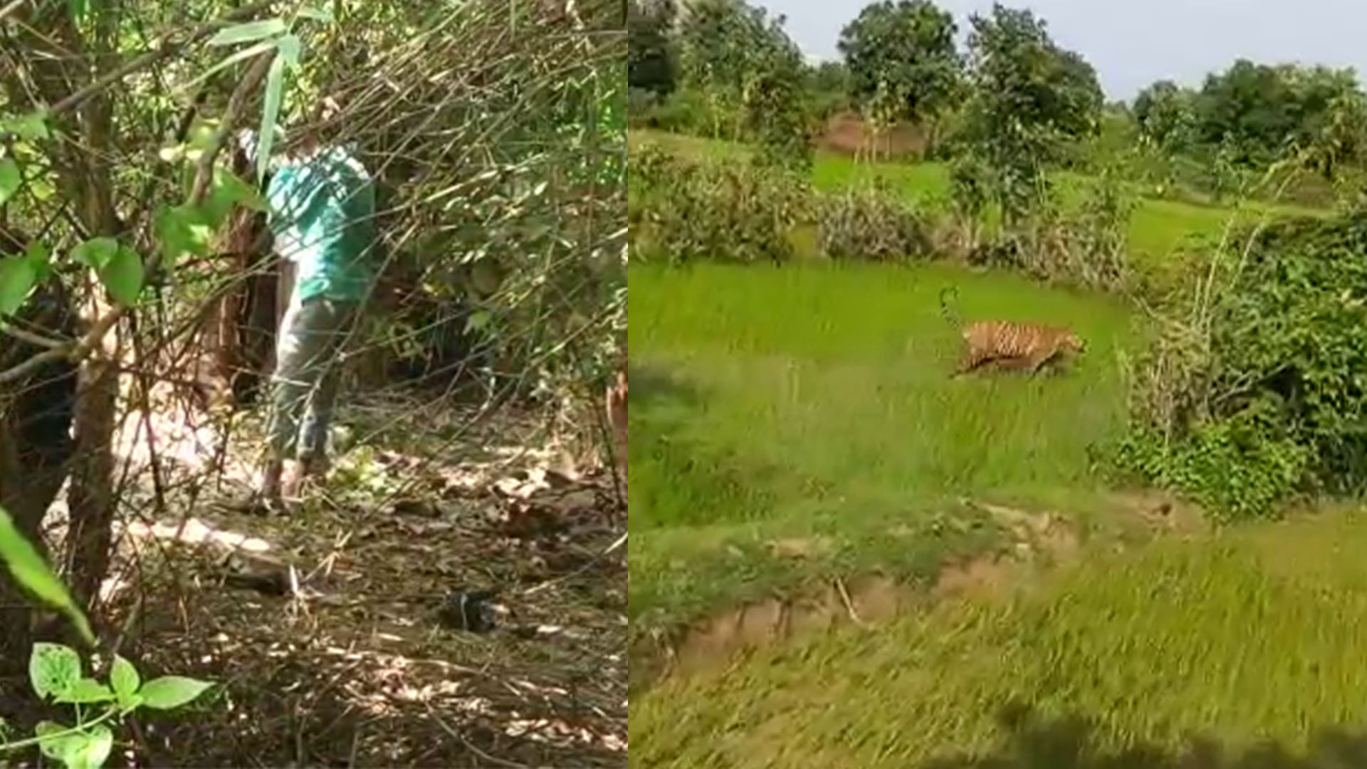 इंसानी हमले के बाद टाइगर निकला दमना बीट