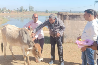 Balaghat district, a comprehensive vaccination campaign was started from January 1, 2025 under the National Animal Disease Control Program for cattle and buffaloes to prevent FMD (foot and mouth disease) disease.