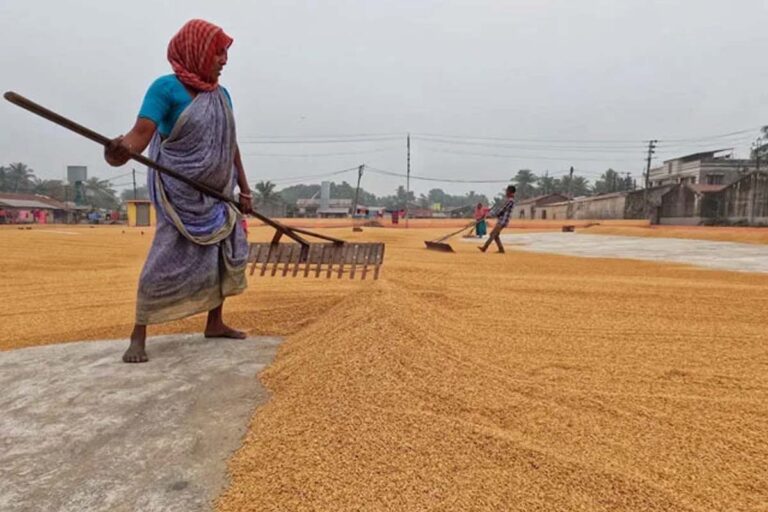 Bhopal: Under the Rabi Procurement Policy 2024-25 announced by the state government, the registration process for the purchase of gram, lentil and mustard has started.