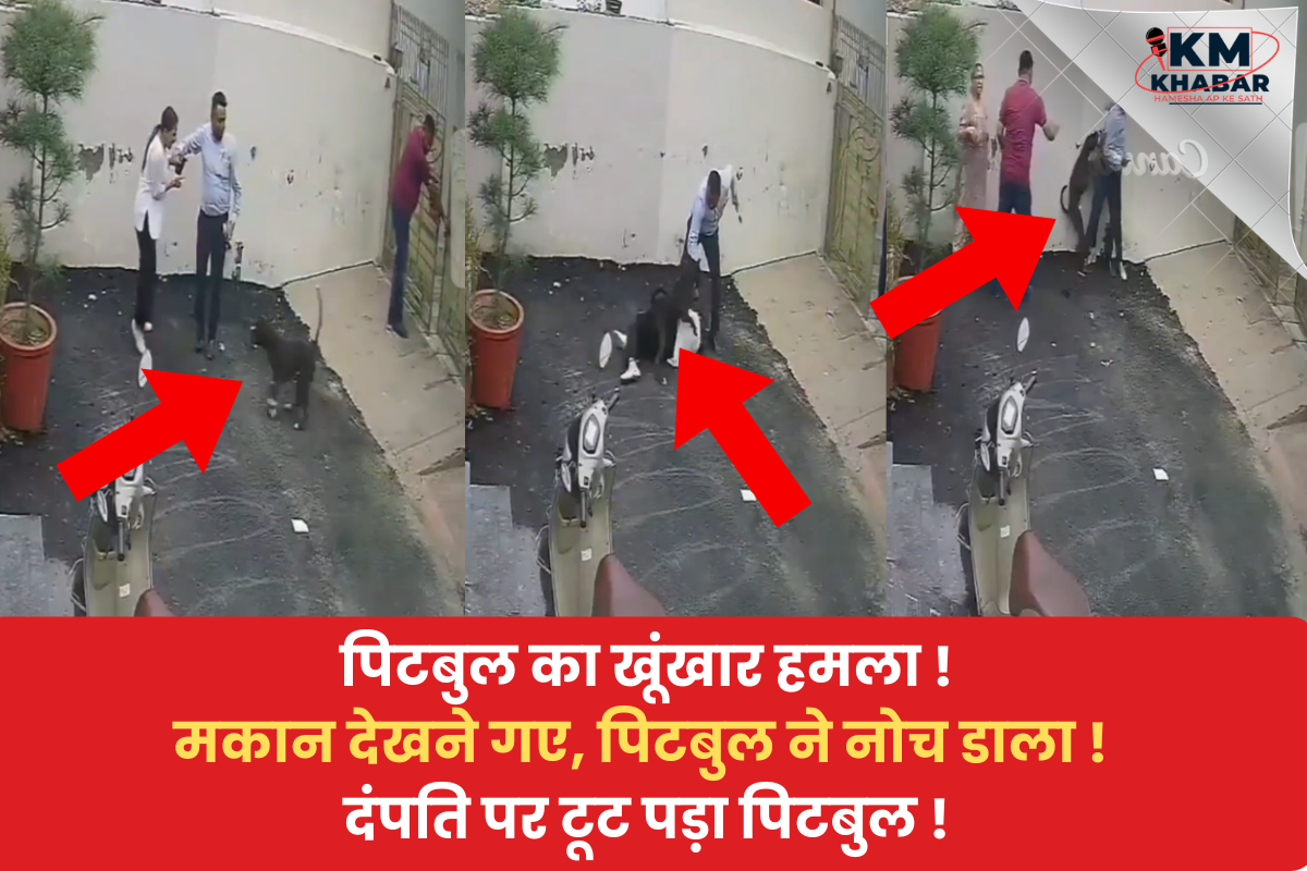Patiala Pitbull Dog Attack: Ferocious Pitbull attacks couple who went to view a house.